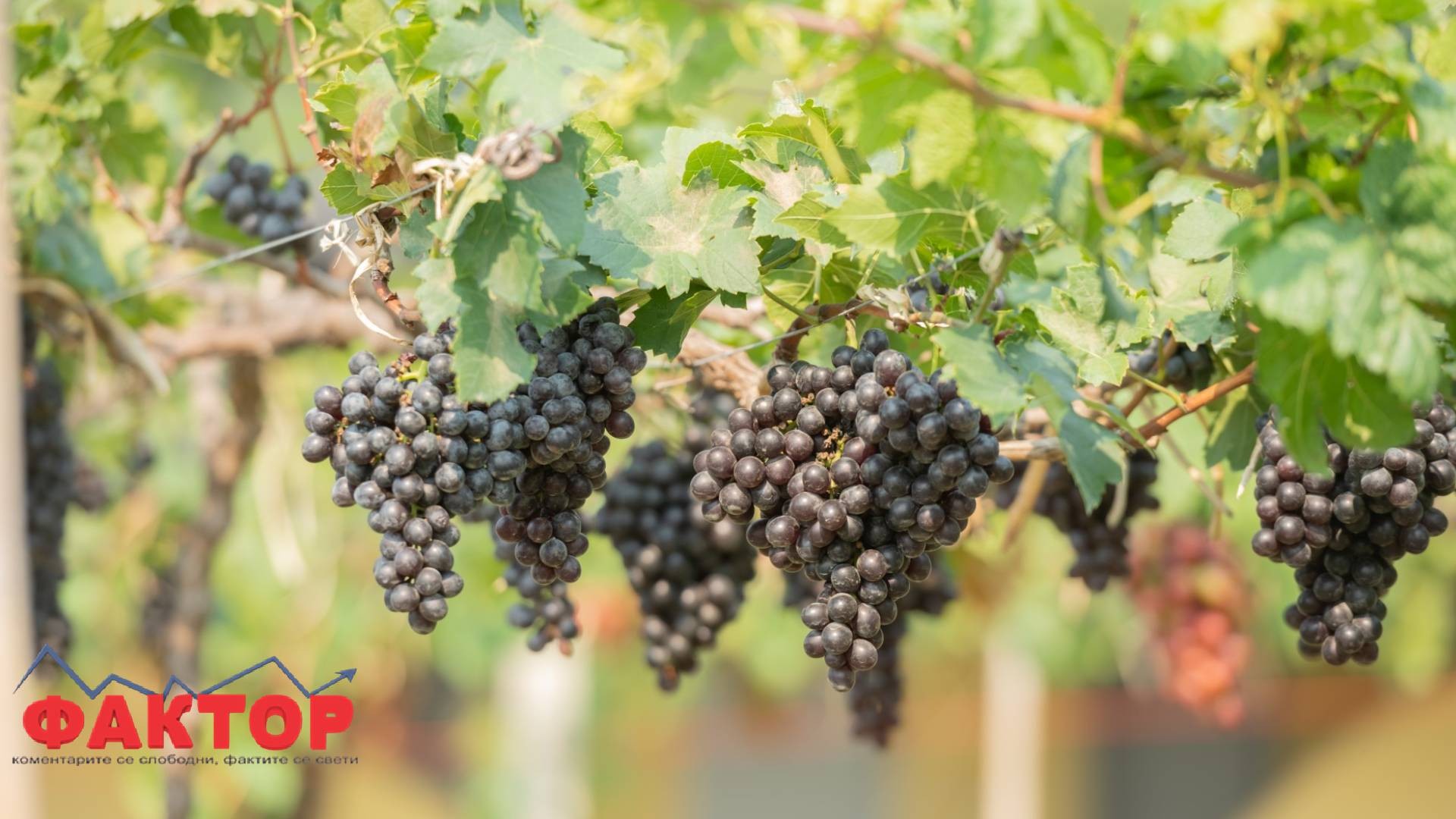 Франција со историски пад на производството на вино, бербата меѓу најслабите во последните децении