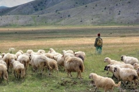 Потврдени 64 жаришта на сипаници кај овците, угинати се околу 10.000