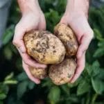 На Европа и се заканува нов недостиг: Еве зошто Французите и Германците ќе јадат помалку помфрит
