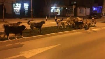 Прoширувањето на капацитетите за третман на бездомните кучиња ќе започне до крајот на годината, најави Ѓорѓиевски