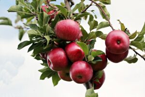 Што е поздраво – цело јаболко или сок од јаболко?