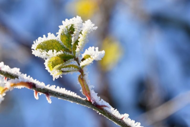 Во Берово утрово измерени – 4 степени