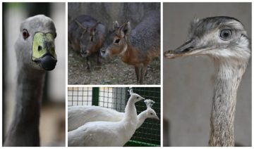 ЗООЛОШКАТА ГРАДИНА ДОБИ НОВИ ЖИТЕЛИ: Патагониски мари, нанду птици и бели пауни пристигнаа во Скопје