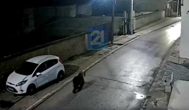 ВИДЕО: Повторно забележана мечка кај училиштето во гостиварското село Добри Дол