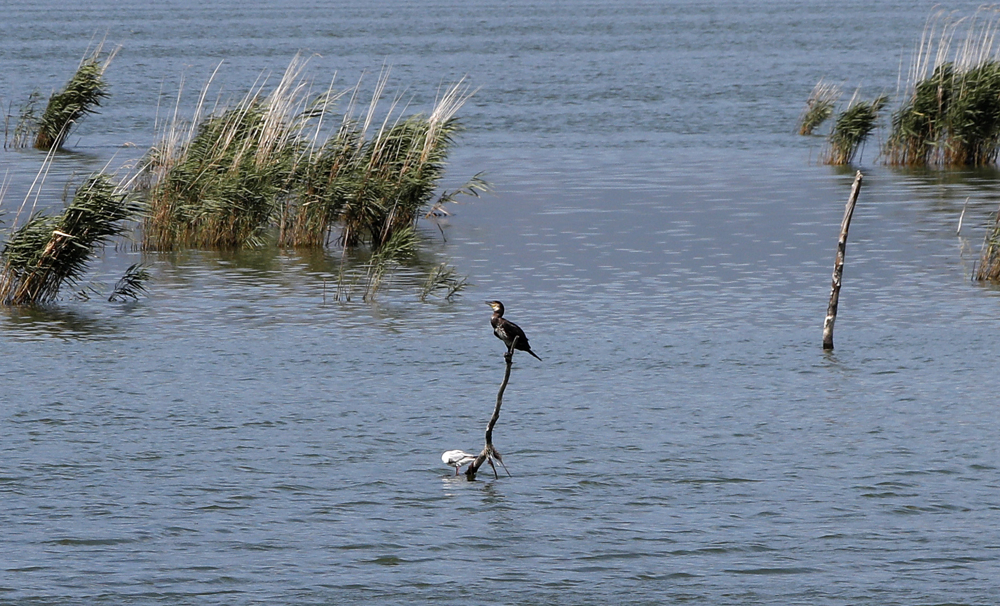 Сушното лето повторно го намали водостојот на Дојранското Езеро