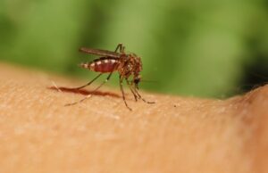 Уште една жртва од западно нилска треска во Македонија