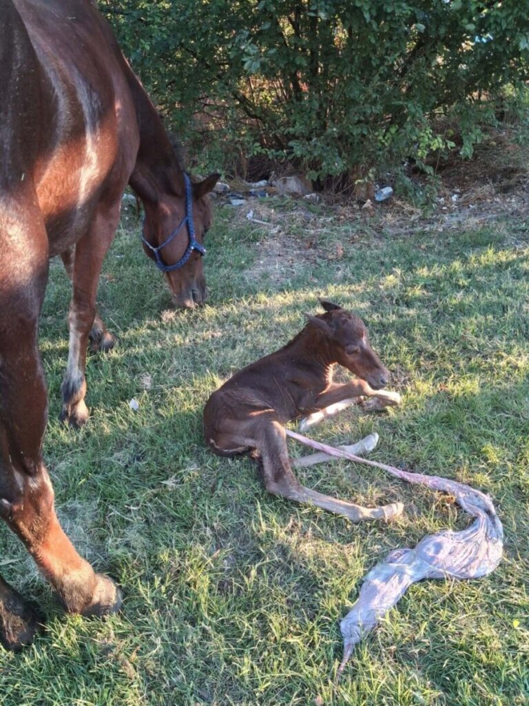 Новородено ждребе затекнато среде улица во Скопје, граѓанка го спасувала од коловозот