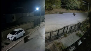 Мечки забележани во населбата Дутлок и во Добридол