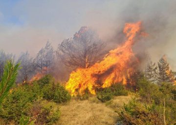 ПОЛИЦИЈАТА УАПСИ ТРОЈЦА МАЛОЛЕТНИЦИ: Ја запалиле парк шумата во Гази Баба