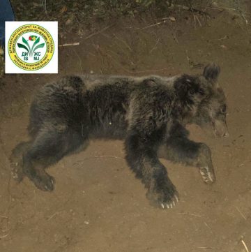 (ФОТО) Спасена мечка фатена во нелегална стапица во Велешко, ветеринар ја успал за да биде ослободена