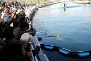 (ВИДЕО) Во Јужна Кореја – Ајкулата Буканги стана атракција во Бусан: Еден месец плива во каналот, а градот и ја додели титулата амбасадор