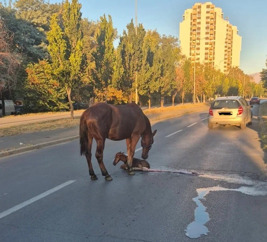 Кобила се ождреби на улица во Скопје