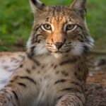 Македонското еколошко друштво домаќин на европска иницијатива за евроазискиот рис