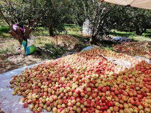 Јаболката скапуваат на нивите, откуп 4 денари, а берачите од Албанија бараат 2.500 денари дневно