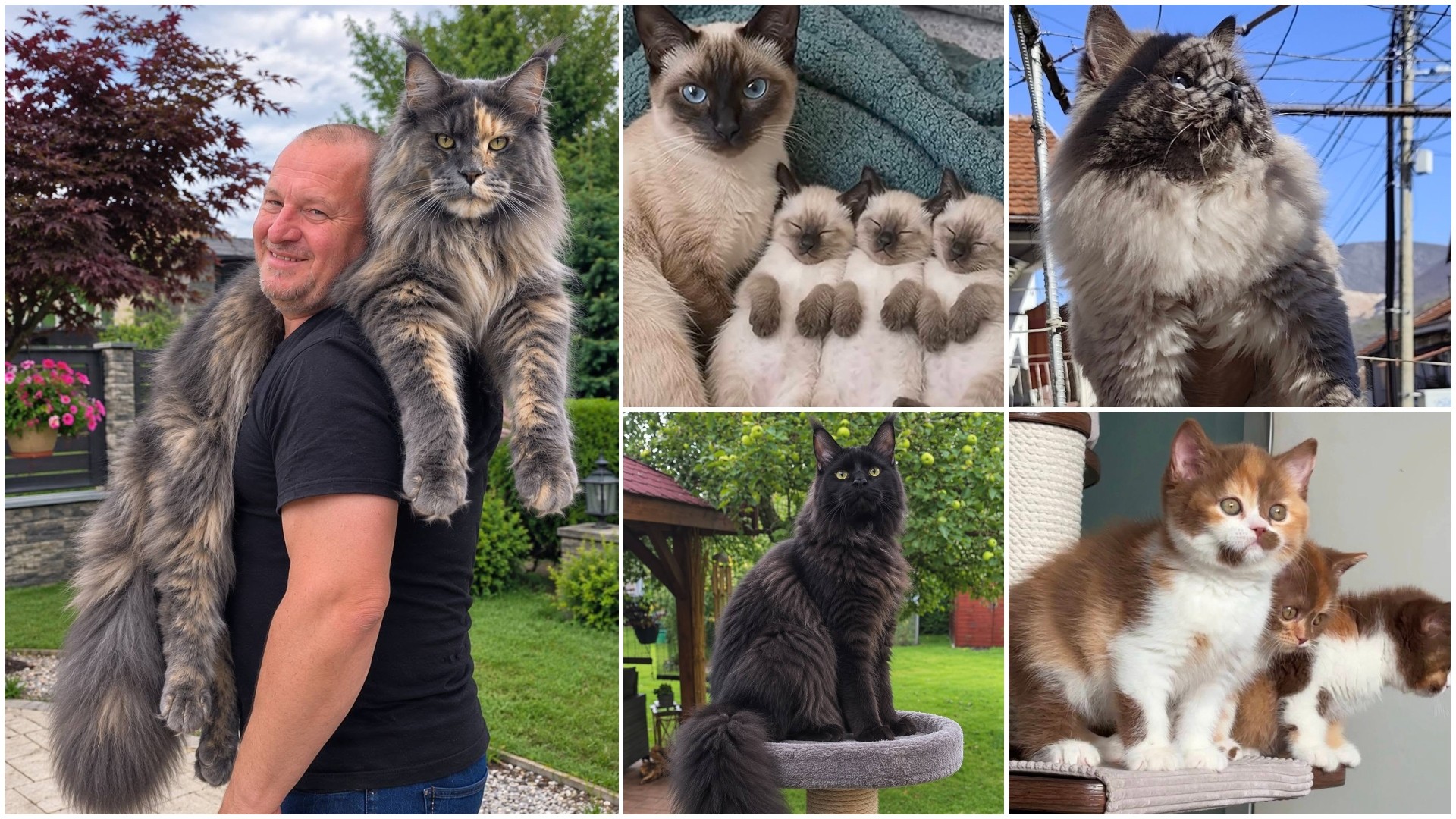 Димче од Гостивар 20 години одгледува ретки раси на сијамски мачки: „Giant Maine Coon Polydactyl, расте до 14 килограми, огромна и опасна на изглед, но многу мирна за дома“