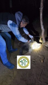 ВИДЕО: Спасена млада мечка која била фатена во нелегална замка во Велешко