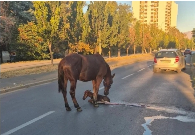 Кобила се ождреби на сред улица во скопски Карпош