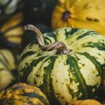 Тиквата е една од најдобрите есенски намирници