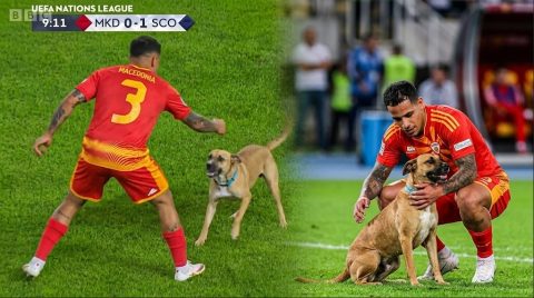 Кучето што го „украде шоуто“ на мечот Македонија – Шкотска добива нов живот: Гаја може да замине на островот?!