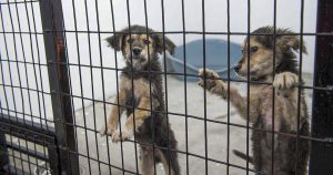До крајот на годината ќе почне проширување на капацитетите за третман на бездомни кучиња