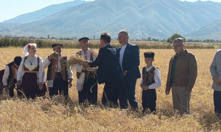 Започна жетвата на оризот, рачно, со срп и со вршидба на гумно